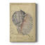 Seashell Ephemera V - impression sur toile tendue-2128606742