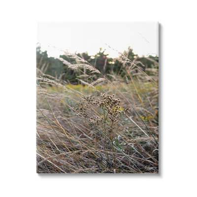 " Countryside Meadow Blooming Reeds Tall Grass Buds " by Donnie Quillen