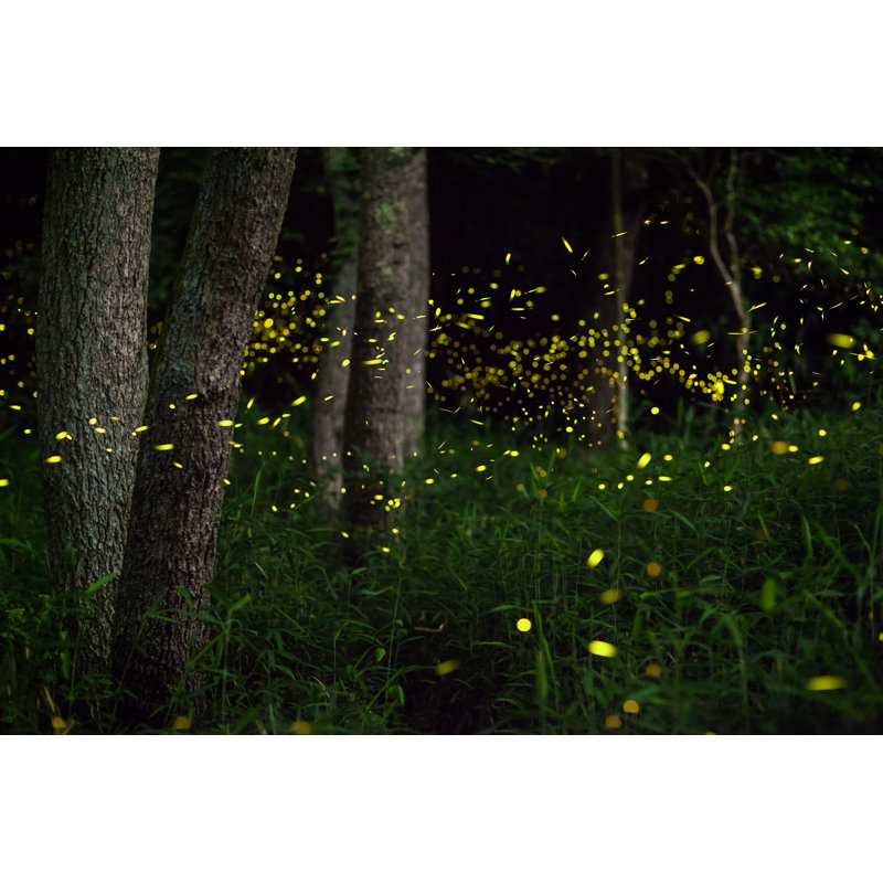 Fireflies In Forest At Night - Wrapped Canvas Print, 30cm H x 46cm W x 3.8cm D
