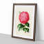 Illustration of a Pink Camellia Flower - Picture Frame Painting Print-55579386-55579390