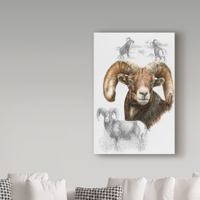 «Big Horn Sheep» par Adelphi, affiche vintage sur toile tendue