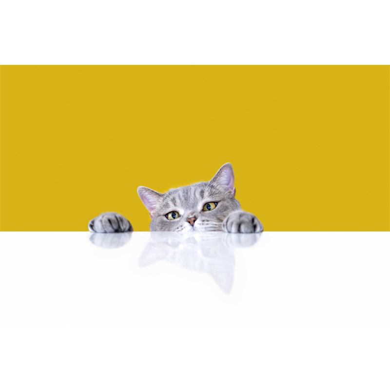 Big Eyed Naughty Obese Cat by 101cats - Wrapped Canvas Print, 51cm H x 76cm W x 3.8cm D