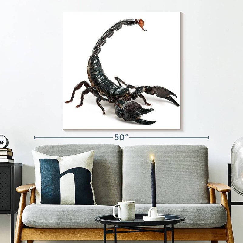 Crowle Scorpion, H 33 po x l 33 po