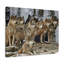 Loup - photographie sur toile tendue-851229188