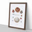 Clam Shells by A.A. Gould - Framed Print-55545910-55545916