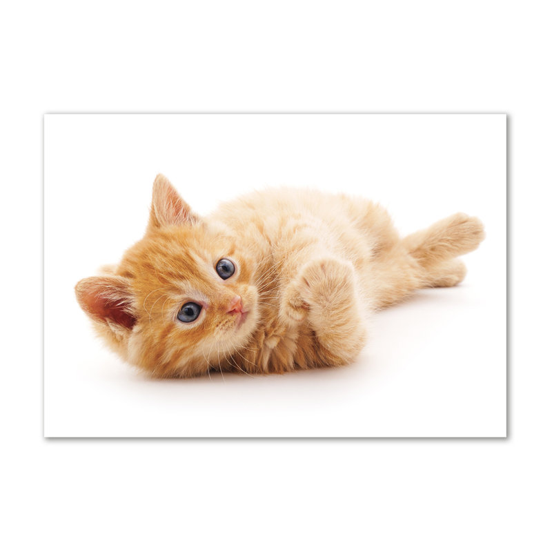 Red Cat - Wrapped Canvas Print