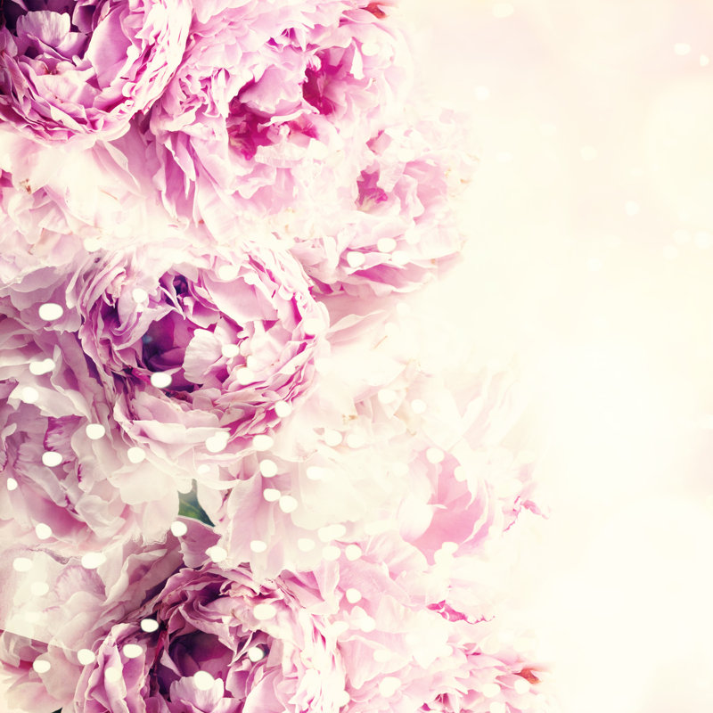 " Fresh Peony. " by Morgan_Studio, 12" H x 12" W