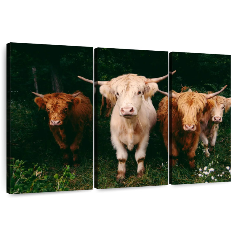 Vaches Highland, H 20 po x l 33 po