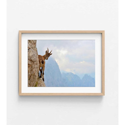 Reproduction d'art bouquetin: chèvre de montagne alpine dans les Alpes juliennes