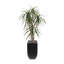 Yucca de 78 po, troncs de bois véritable, pierres en pot d'étain noir