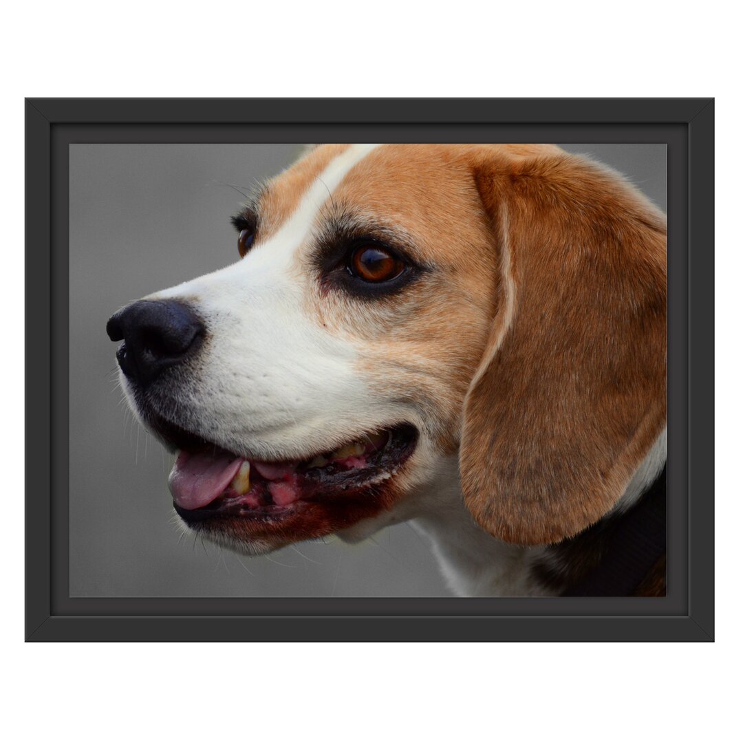 Beagle Seitenprofil Gerahmter Fotokunstdruck