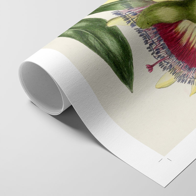 Imperial Tropical Botanical II - Impression sur toile seulement - SANS CADRE, H 12 po x l 8 po