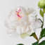 Audet Silk Decorative Artificial Phoenix Peony(Pack of 1 Branch)-93946574