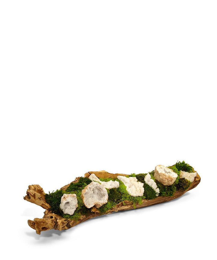 8'' Moss Plant in Wood Planter T&C Floral Company