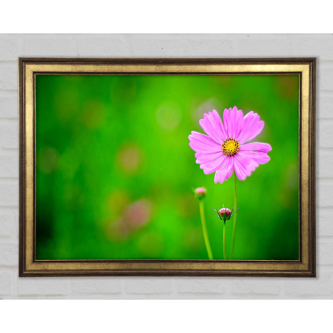 Gerahmtes Leinwandbild Pink Flower Green Background