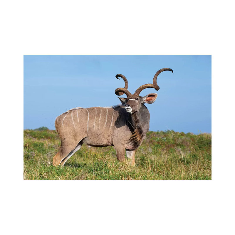 Kudu Isimangaliso, H 26 po x l 40 po x 1,5 po