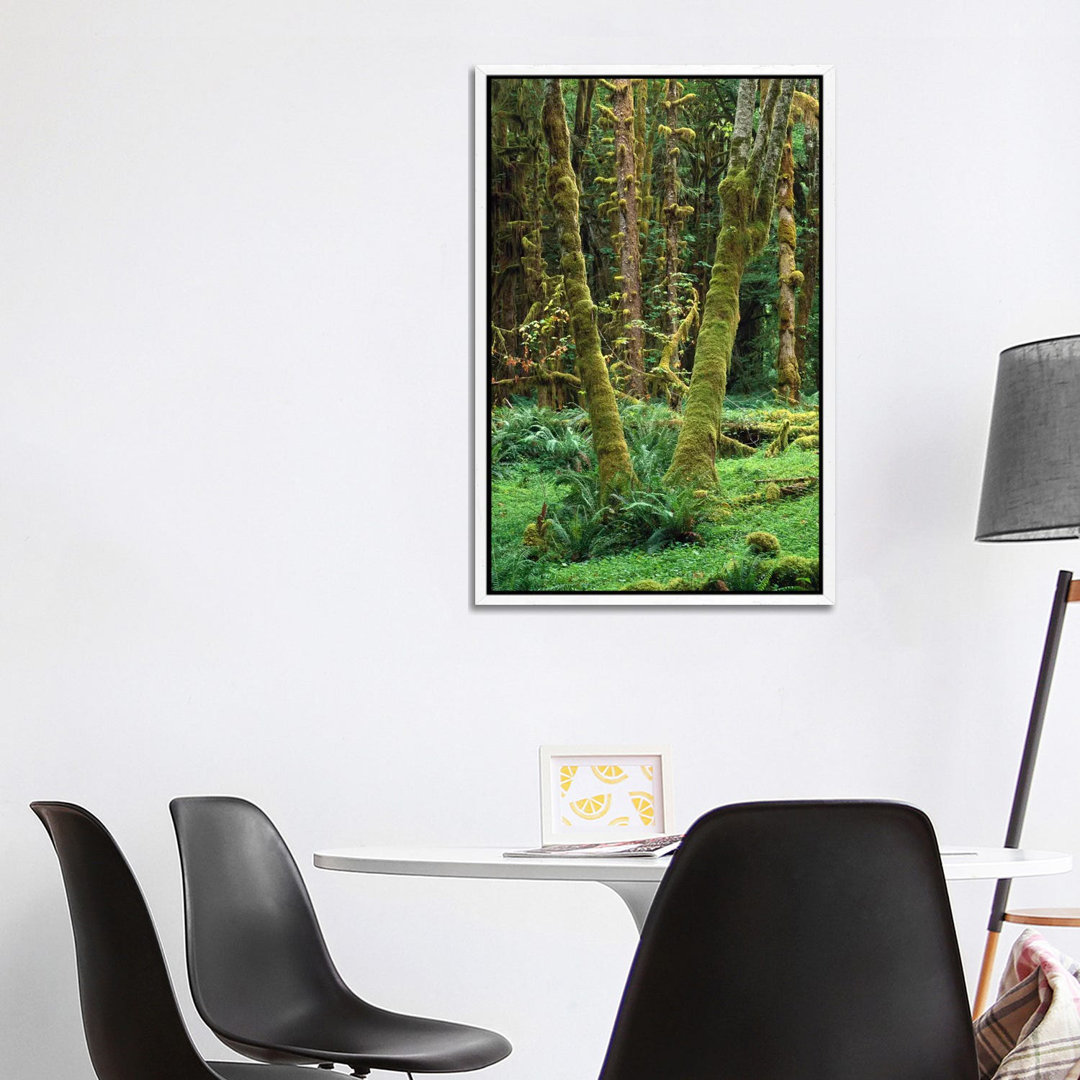 Maple Glade, Quinault Rain Forest, Olympic National Park, Washington von Tim Fitzharris - Gallery-Wrapped Canvas Giclée ...