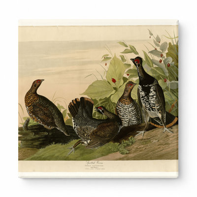 Tétras tacheté (planche 176) - art mural carré sur toile
