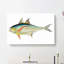 Rottlerian Mackerel Fish by George Shaw - Wrapped Canvas-55330821