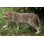 Leopard Stalking Statue