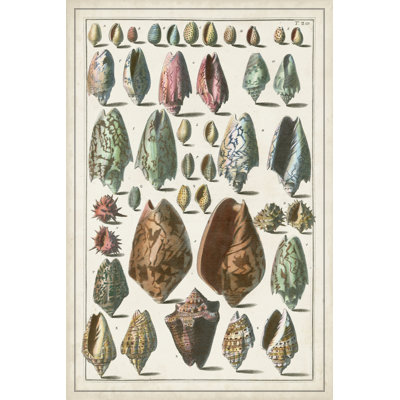Grand Seba Shells I - Graphic Art