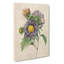 China Aster Flowers by Pierre-Joseph Redoute - Wrapped Canvas Painting-55370691