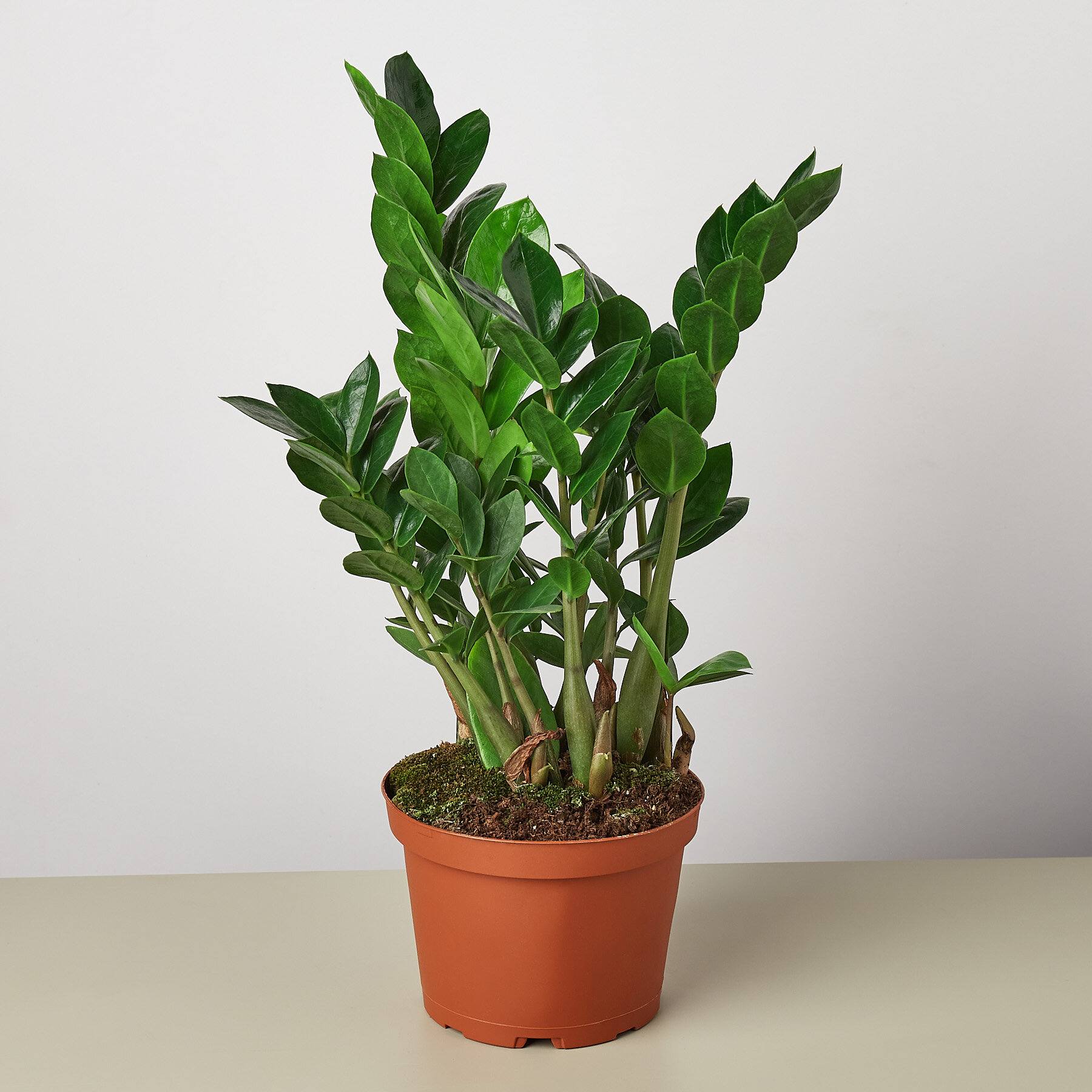 House Plant Shop Live ZZ Plant | Wayfair