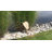 Eser Weather Resistant Plastic Animals Garden Art