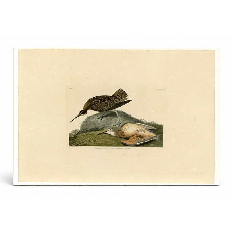 Esquimaux courlis, plaque CCV III (1835) - art mural sur toile paysage, 14" W x 11" H