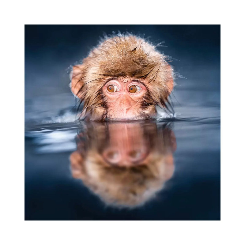 Young Japanese Macaque Taking A Bath In A Hot Spring by Jan Becke - Wrapped Canvas Gallery-Wrapped Canvas Giclée
