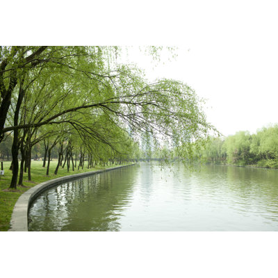 " Willow Trees Riverbank " by Tonyyao