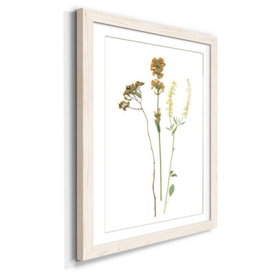 Pressed Botanical III - Cadre photo, reproduction d'art sur papier