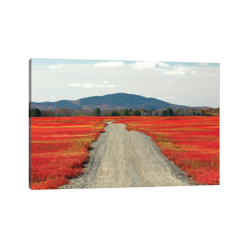 Blueberry Field And Road In Autumn, Deblois, Maine by Scott Leslie - Wrapped Canvas Print, 20.32cm H x 30.48cm W x 1.91cm D