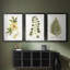 Nature Printed Botanicals douzième-257825202-257825212