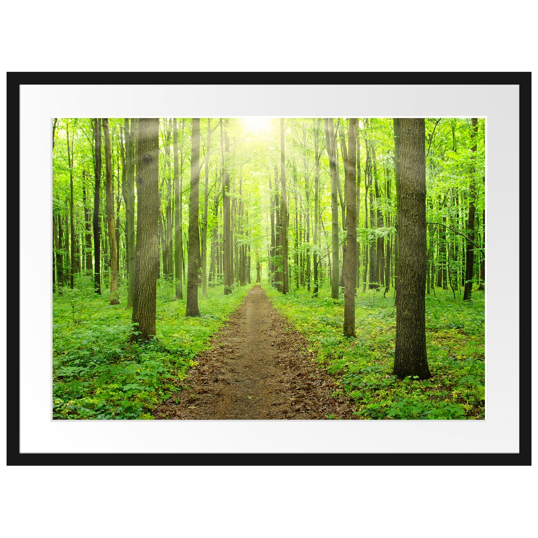 Gerahmtes Poster Sonne im Wald