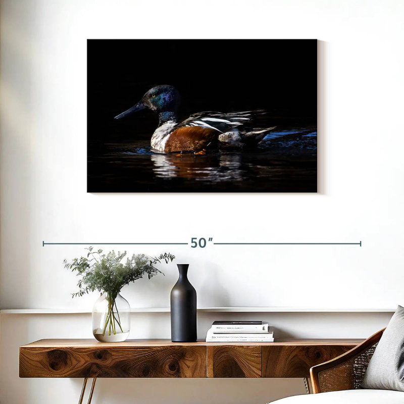 Canard Brampt Northern Shoveler, H 24 po x l 36 po