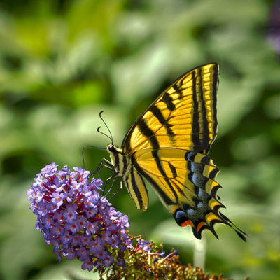 Two-Tailed Swallowtail by ElementalImaging - Wrapped Canvas Print