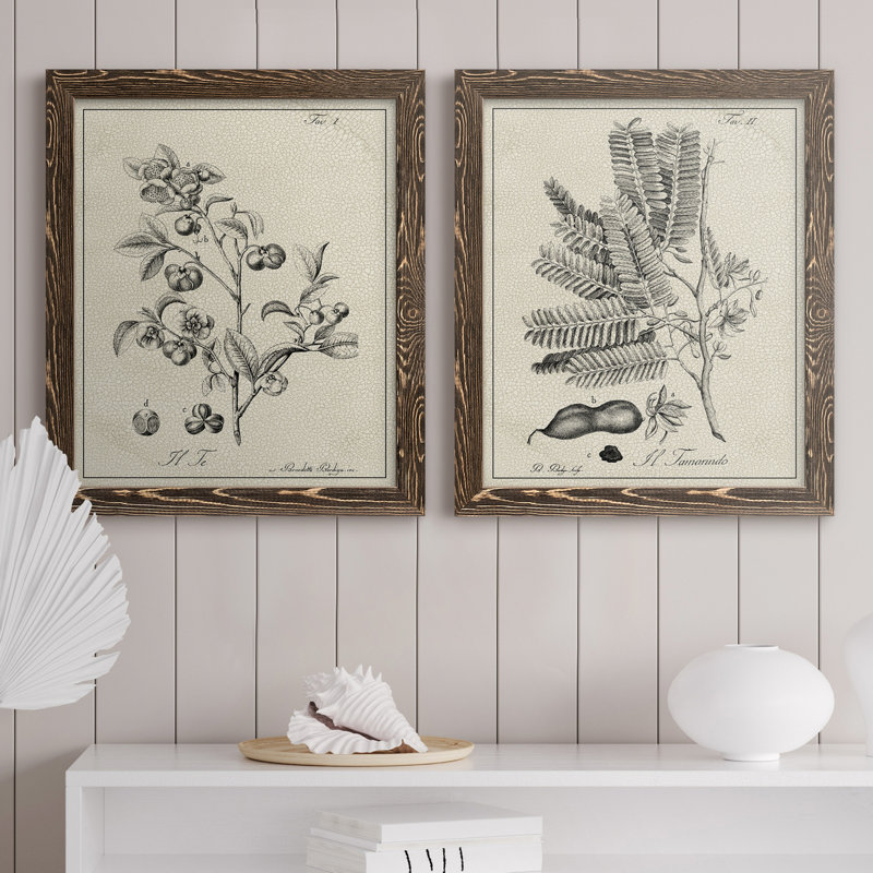«Antique Black and White Botanical IV», ensemble de 2 reproductions d'art sur toile, H 24 po x l 36 po x P 1,5 po