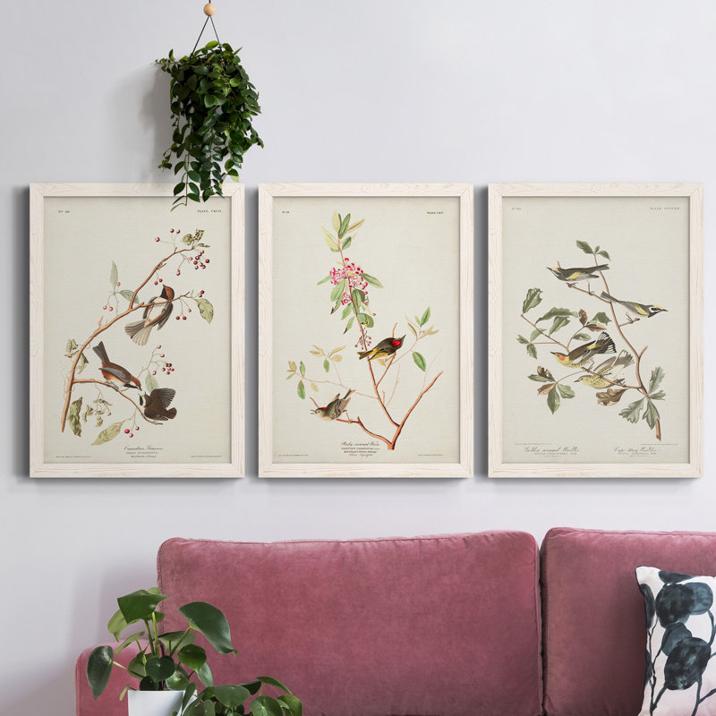Pl. 194 Canadian Titmouse - Ensemble de 3 reproductions d'art sur toile, Blanc, H 37,5 po x l 82,5 po x P 1,5 po