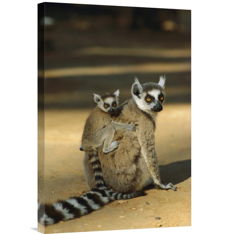 Bless international Madagascar 'Ring-Tailed Lemur Baby On Mother'S Back ...