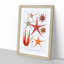Selection of Starfish by Albert I - Picture Frame Painting Print-55619075-55619077