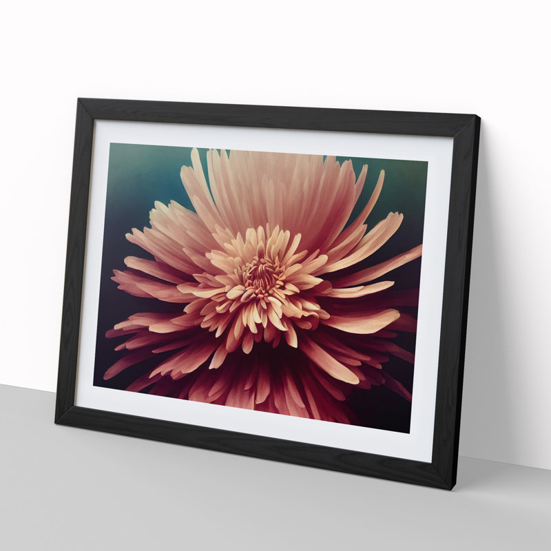 Bold Chrysanthemum Flower - Single Picture Frame Print, 46cm H x 64cm W x 2cm D, Black Framed