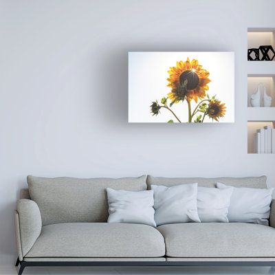 Wrapped Canvas Wall Art - Kurt Shaffer 'Sunflower in the Sun' Wall Art for Living Room, Bedroom, or Office Décor - 22x32