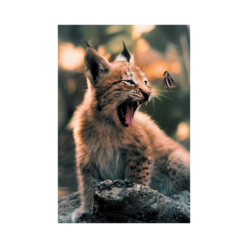 Lynx Cub Butterfly by Zenja Gammer - Print on Canvas, Wrapped Canvas, 20.32 cm H x 30.48 cm W