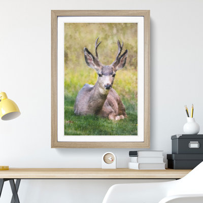 A Resting Deer - Picture Frame Painting