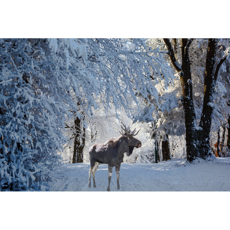 Magnificent Moose by Kavram - Wrapped Canvas Photograph, 20" H x 30" W  