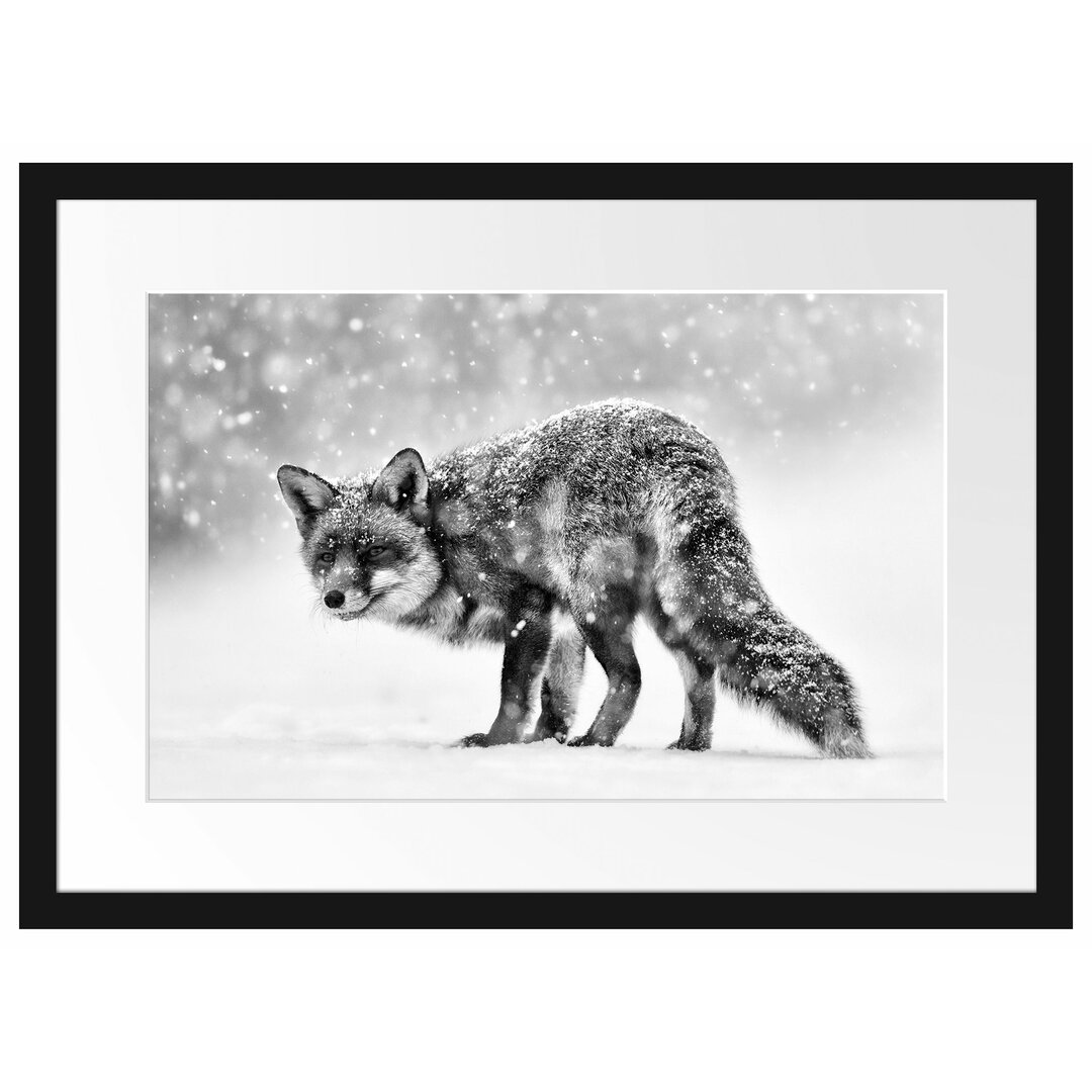 Gerahmtes Poster Roter Fuchs im Schneegestöber