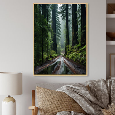" USA Redwood National And State Park II "