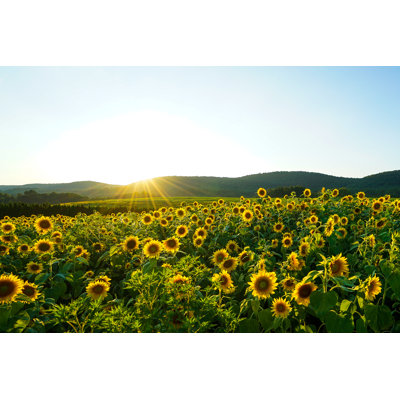 Tournesols - Photographie sur toile tendue