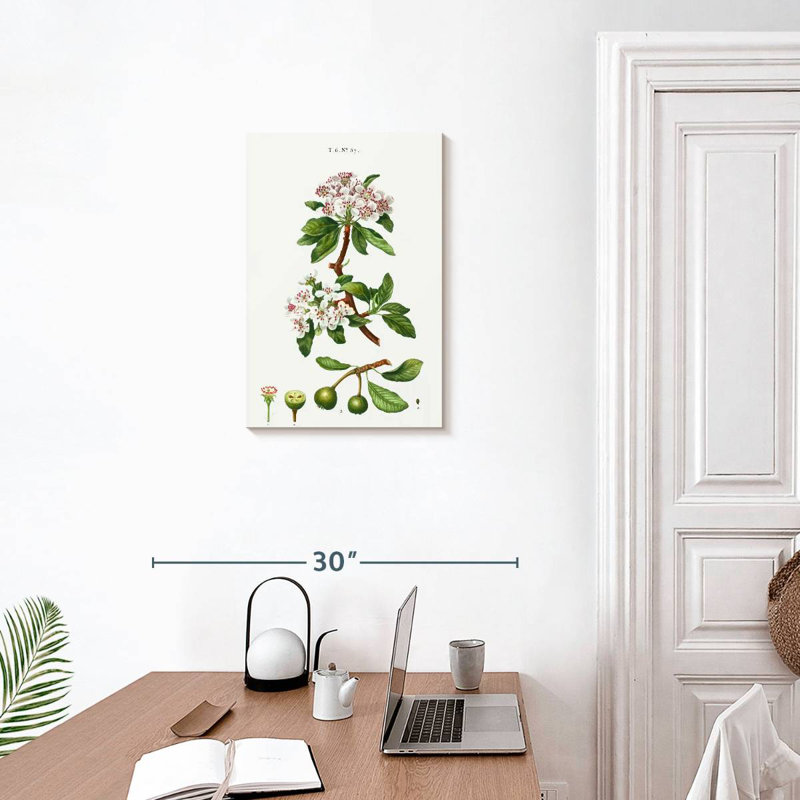 Poire à feuilles d'amandier, H 24 po x l 16 po
